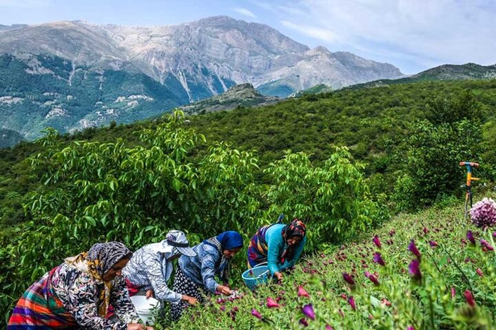 گلگاوزبان چینی در زروسرا